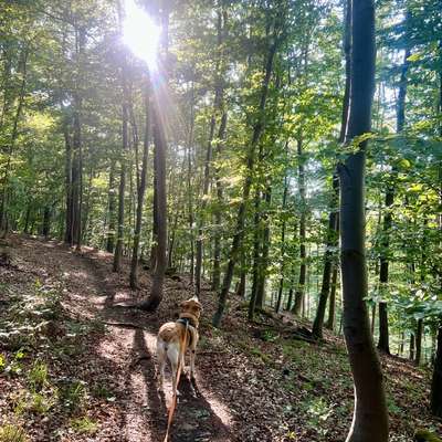 Hundeauslaufgebiet-Feuerbach Lemberg-Bild