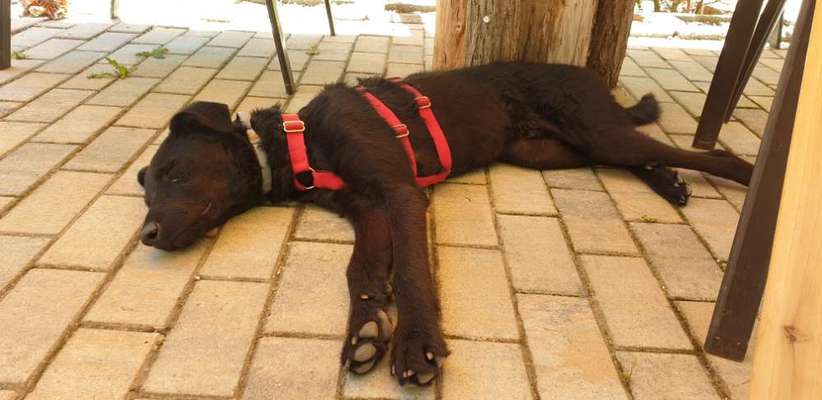 Wo habt ihr eure Hunde her ?-Beitrag-Bild