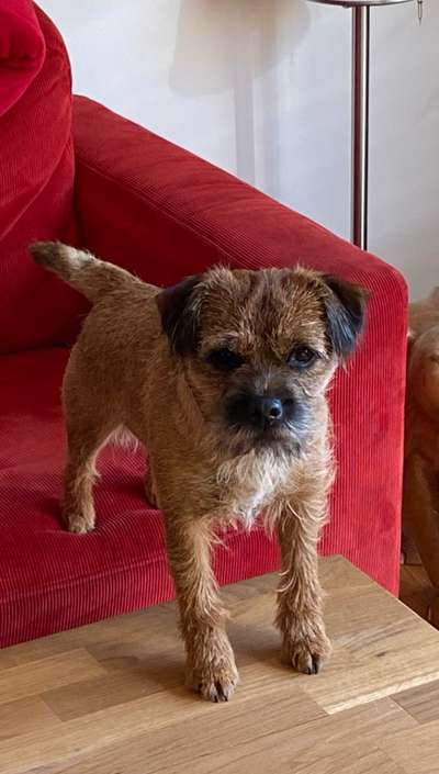 Reinrassige Hunde?-Beitrag-Bild