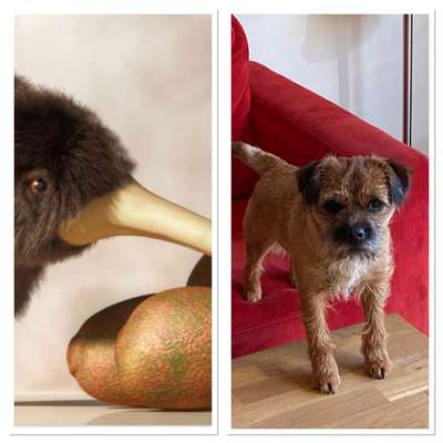 Wie heißt dein Hund?-Beitrag-Bild