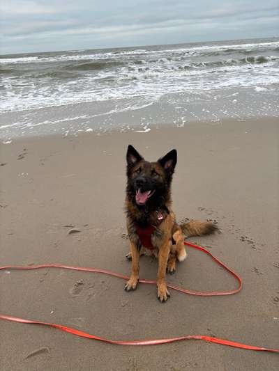 Pastor Garafiano-Beitrag-Bild