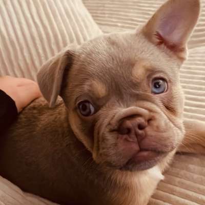 Hundetreffen-Welpentreffen-Bild