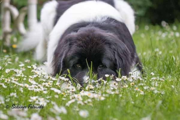 Die Dogorama Monats Challenge "Es grünt und blüht"-Beitrag-Bild