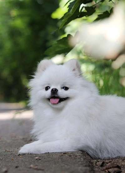 Dogorama Photo Challenge - Der Frühling kommt-Beitrag-Bild