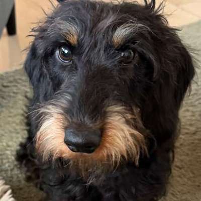 Hundetreffen-Zwergli-Plausch-Spaziergang-Bild