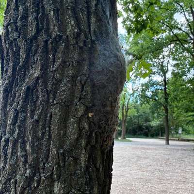 Giftköder-Eichenprozessionsspinner Eichwasen-Bild