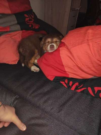 11. Farben Foto Challenge Rot-Beitrag-Bild