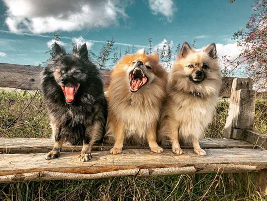 Zeigt eure verrücktesten Hundebilder-Beitrag-Bild