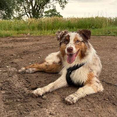 Hundetreffen-Social Walk(er) gesucht!-Bild