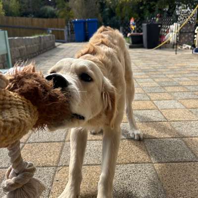 Hundetreffen-Spielfreunde gesucht-Bild