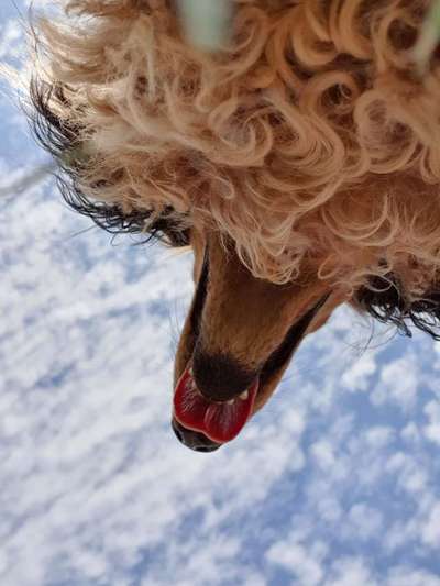 Lustige Bilder-Beitrag-Bild