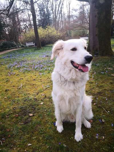 Hundetreffen-Hunderunde und gegenseitiges Hundesitting-Bild