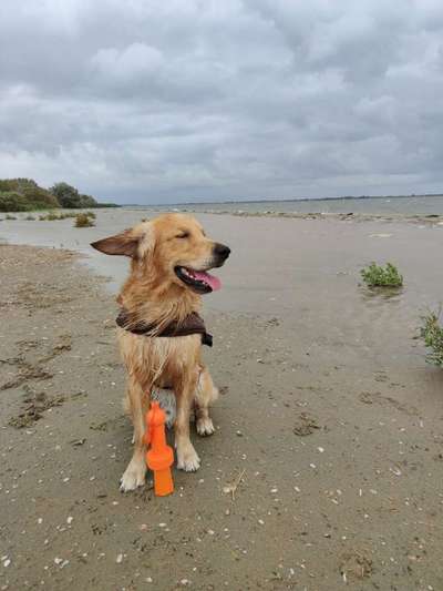 Dein Hund im Dogorama-Kalender 2021-Beitrag-Bild