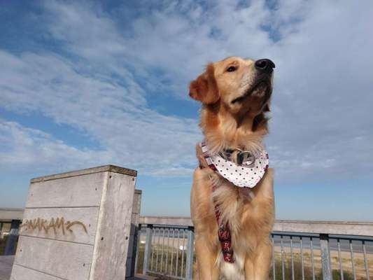 Dein Hund im Dogorama-Kalender 2021-Beitrag-Bild