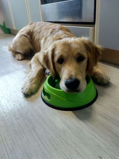 Dein Hund im Dogorama-Kalender 2021-Beitrag-Bild