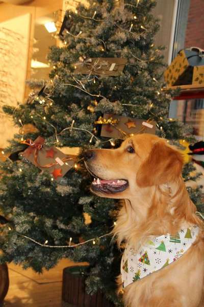 Dein Hund im Dogorama-Kalender 2021-Beitrag-Bild