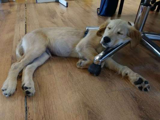 Dein Hund im Dogorama-Kalender 2021-Beitrag-Bild