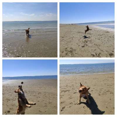 Wo sind die Golden Retriever Liebhaber?-Beitrag-Bild