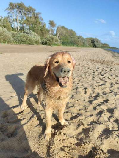 Dein Hund im Dogorama-Kalender 2021-Beitrag-Bild