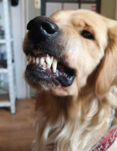 Dein Hund im Dogorama-Kalender 2021-Beitrag-Bild