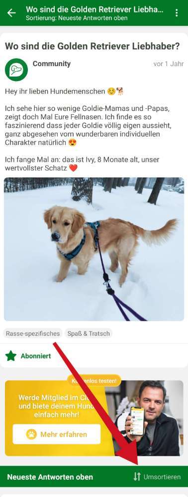 Wo sind die Golden Retriever Liebhaber?-Beitrag-Bild
