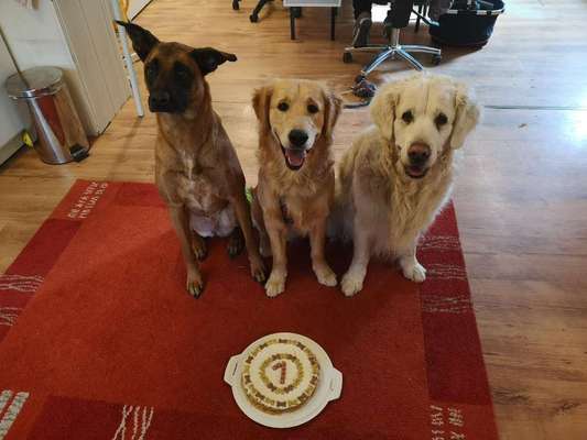 Wo sind die Golden Retriever Liebhaber?-Beitrag-Bild