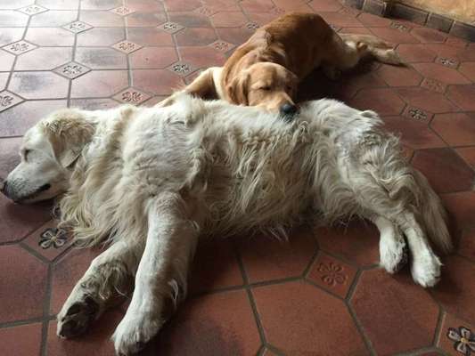 Dein Hund im Dogorama-Kalender 2021-Beitrag-Bild