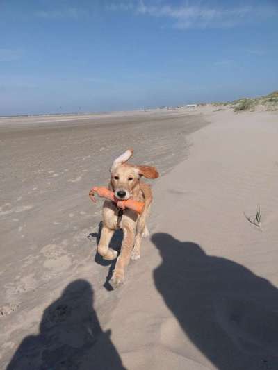 Dein Hund im Dogorama-Kalender 2021-Beitrag-Bild