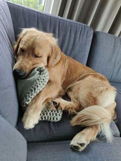 Dein Hund im Dogorama-Kalender 2021-Beitrag-Bild