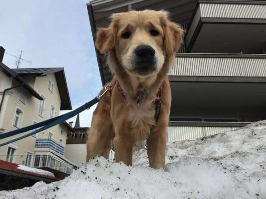 Dein Hund im Dogorama-Kalender 2021-Beitrag-Bild