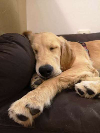 Dein Hund im Dogorama-Kalender 2021-Beitrag-Bild