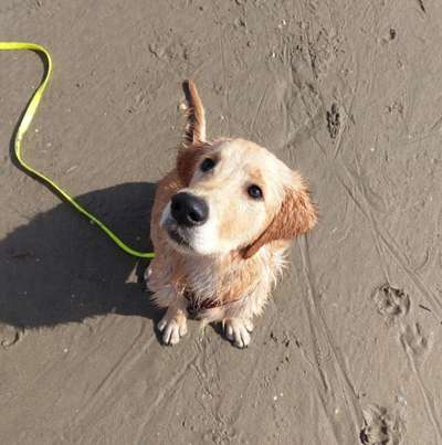 Die Dogorama Kalender Challenge 4/4-Beitrag-Bild