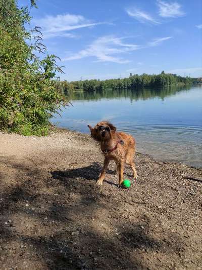 Wo sind die Golden Retriever Liebhaber?-Beitrag-Bild