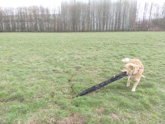 Wo sind die Golden Retriever Liebhaber?-Beitrag-Bild