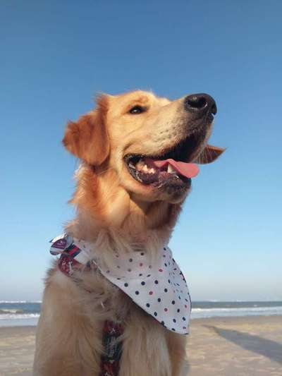 Dein Hund im Dogorama-Kalender 2021-Beitrag-Bild