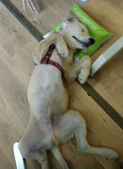 Dein Hund im Dogorama-Kalender 2021-Beitrag-Bild