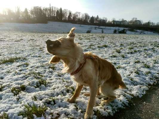 Dein Hund im Dogorama-Kalender 2021-Beitrag-Bild