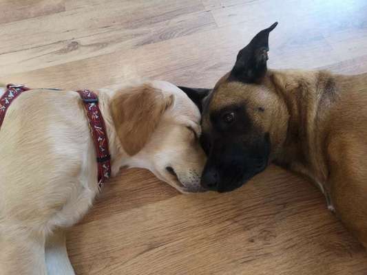 Dein Hund im Dogorama-Kalender 2021-Beitrag-Bild