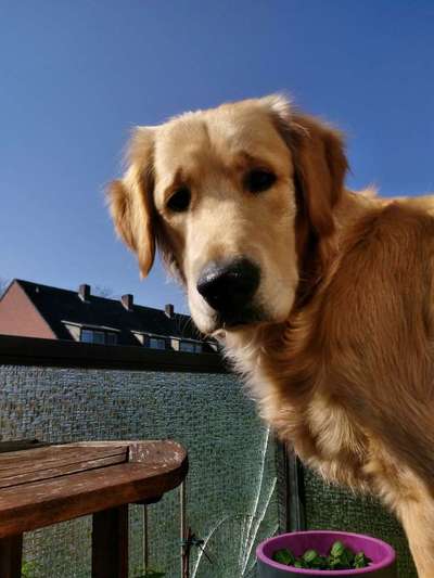 Dein Hund im Dogorama-Kalender 2021-Beitrag-Bild