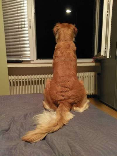 Dein Hund im Dogorama-Kalender 2021-Beitrag-Bild