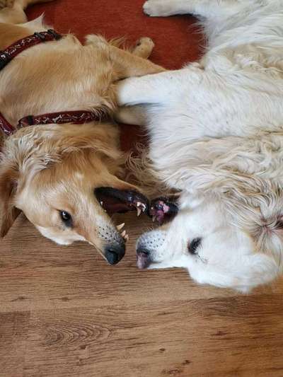 Dein Hund im Dogorama-Kalender 2021-Beitrag-Bild