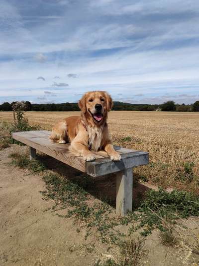 Wo sind die Golden Retriever Liebhaber?-Beitrag-Bild