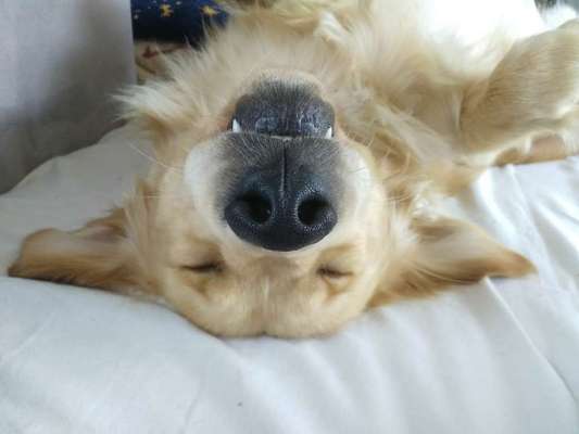 Dein Hund im Dogorama-Kalender 2021-Beitrag-Bild