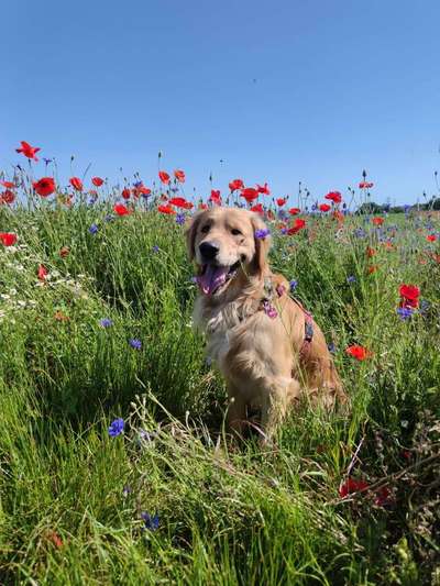 Dein Hund im Dogorama-Kalender 2021-Beitrag-Bild