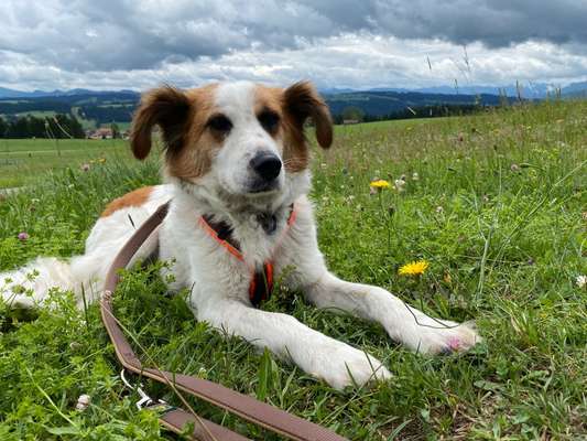 Hundeurlaub In Deutschland-Beitrag-Bild