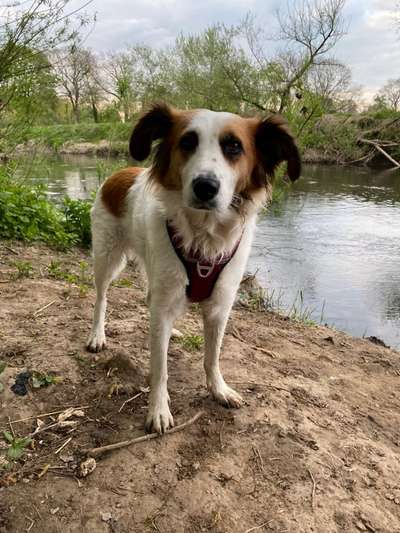 Auslandstierschutz-Beitrag-Bild