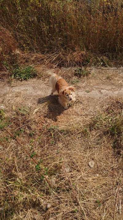 Fotosammlung: ,,Der natürliche Hund" Unbearbeitet, ungestellt und in Natura-Beitrag-Bild