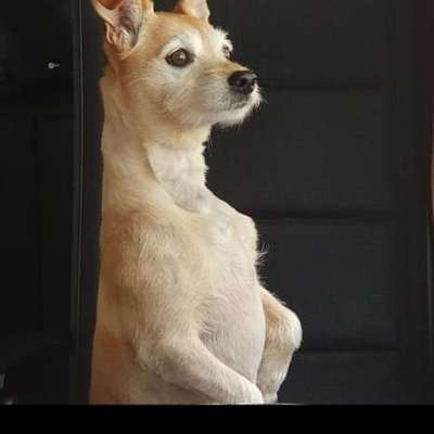 Wo sind die Zwergpinscher?-Beitrag-Bild