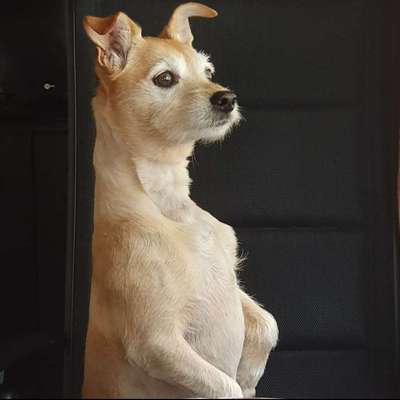 Hundetreffen-Mit Bar hunde Gassi gehen so eine 1 Stunde und beim mosse noch Baden gehen-Bild