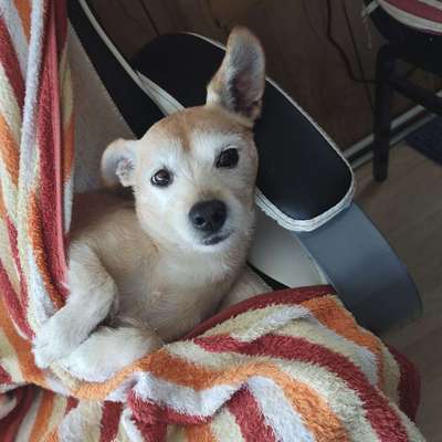 Hundetreffen-Stühlingen